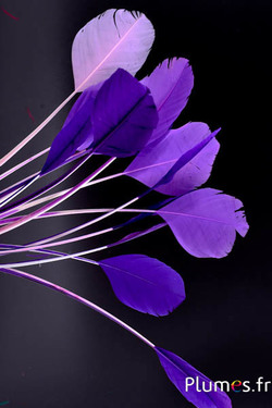 Panicules Cygne Soie - 25-30 cm - mixte violet